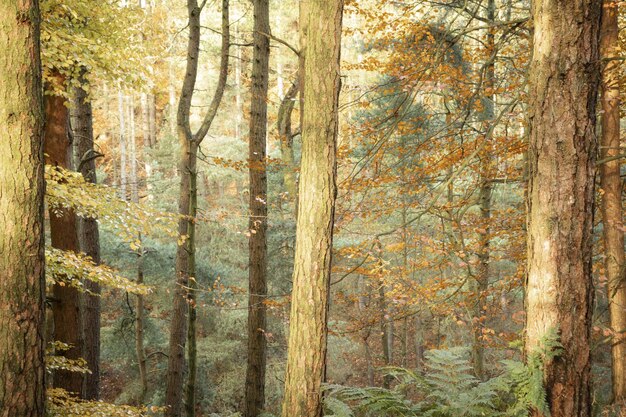 Photo close-up of tree trunks in forest