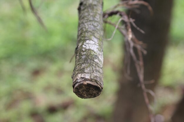 Close-up of tree twig