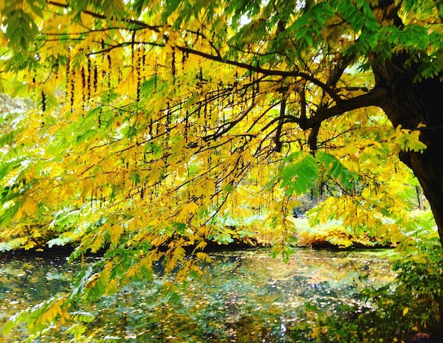 Close-up of tree in water