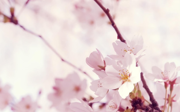 a close up of a tree with flowers on it