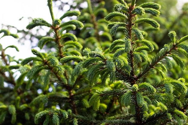 A close up of a tree with a green branch and the word evergreen on it