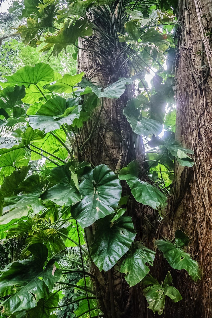 Photo close-up of tree with green leaves