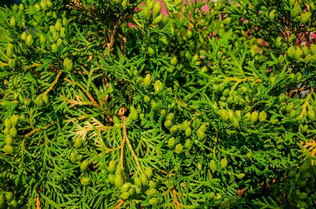 Photo a close up of a tree with green leaves