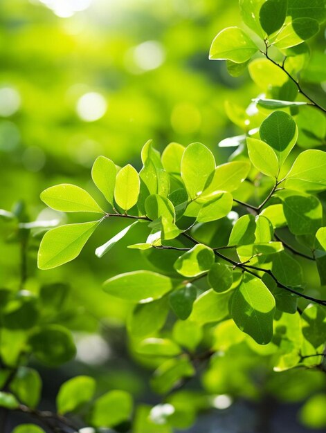 Photo a close up of a tree with green leaves