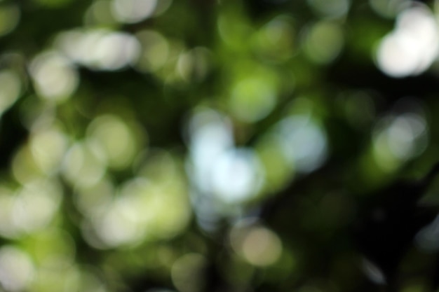 A close up of a tree with green leaves