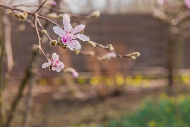 ピンクの花が咲く木の接写