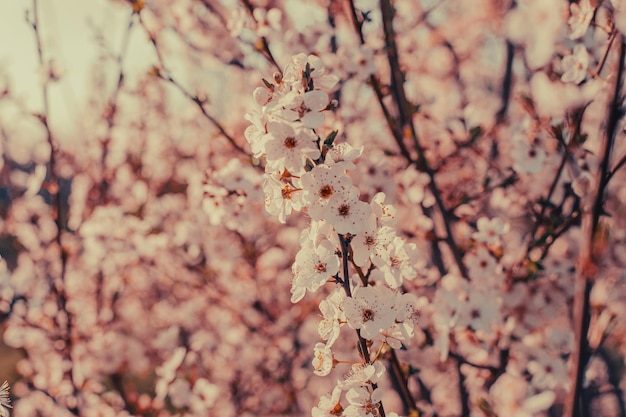 A close up of a tree with pink flowers