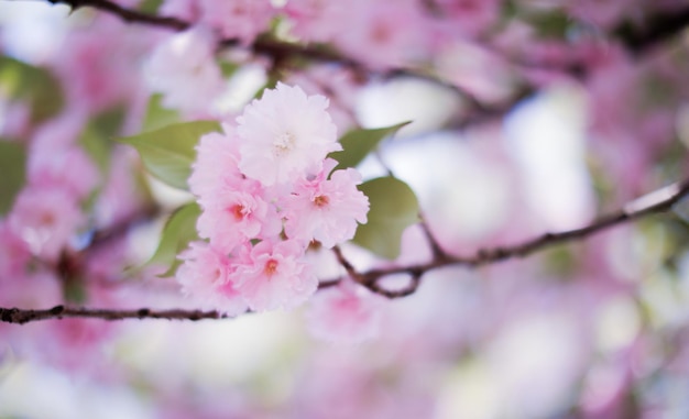 A close up of a tree with pink flowers