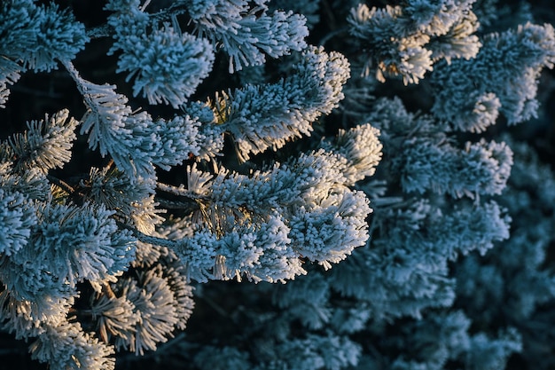 雪が積もった木の接写