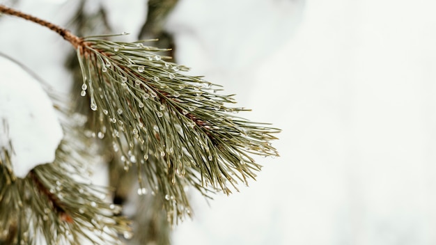 Close up tree with snow