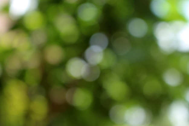 A close up of a tree with the sun shining through the leaves