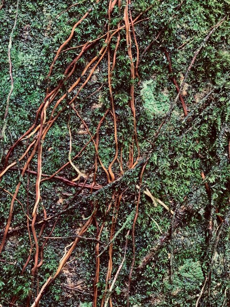 A close up of a tree with vines and moss on it