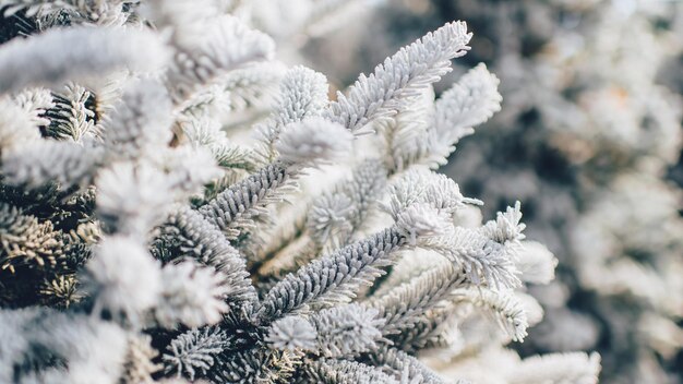 a close up of a tree with a white background