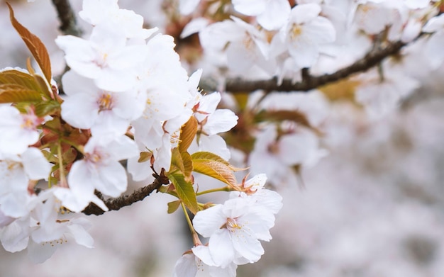 白い花をかせた木のクローズアップ