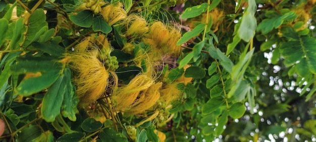 A close up of a tree with yellow leaves and the word tamarind on it.