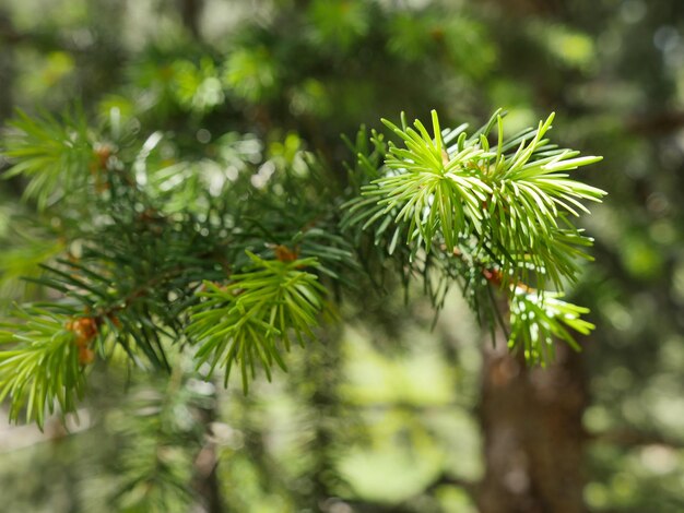 Foto prossimo piano dell'albero