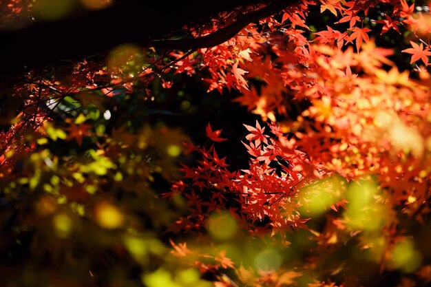 Close-up of tree