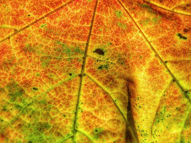 Close-up of tree