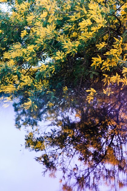 Close-up of tree