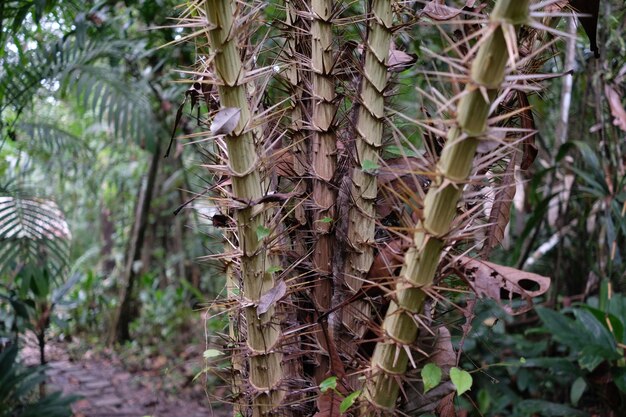 Close-up of tree