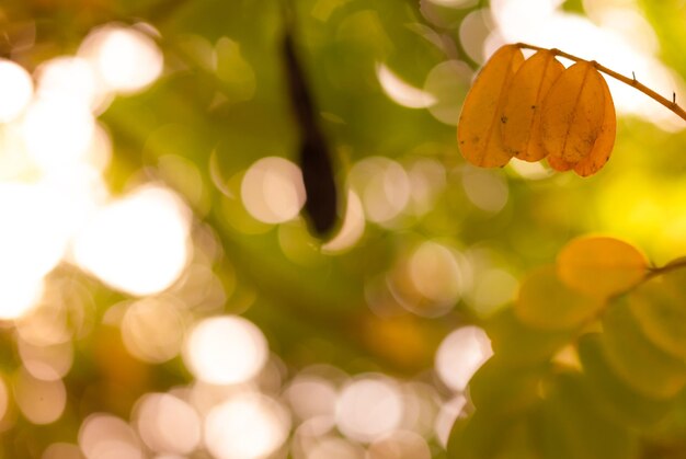 Foto prossimo piano dell'albero