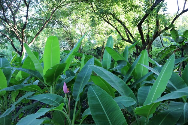 Close-up of a tree