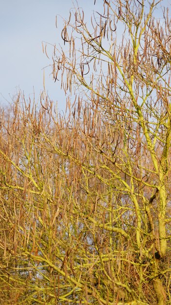 Close-up of tree