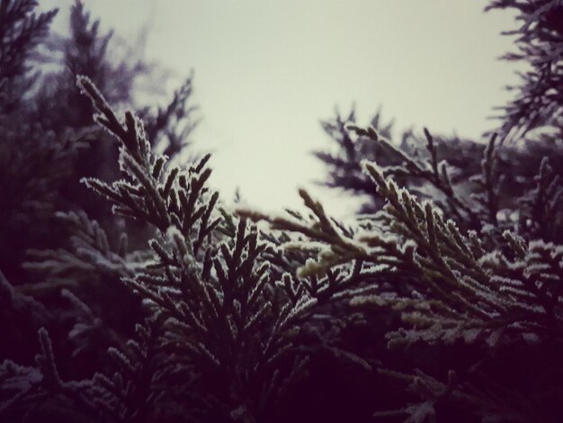 Photo close-up of tree