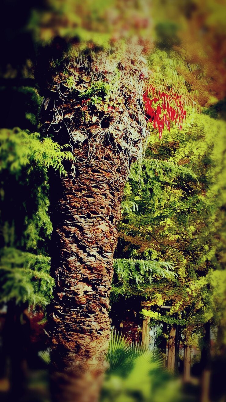 Photo close-up of tree