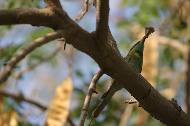Close-up of a tree