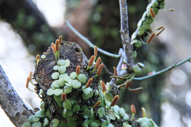 Photo close-up of a tree