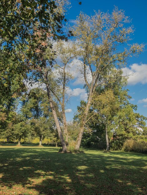 Foto prossimo piano degli alberi contro il cielo blu