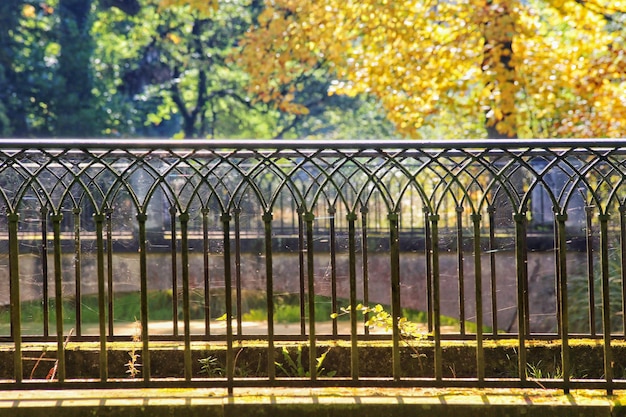 Foto prossimo piano degli alberi in autunno