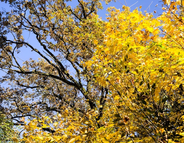 Close up on trees covered with autumn yellow foliage