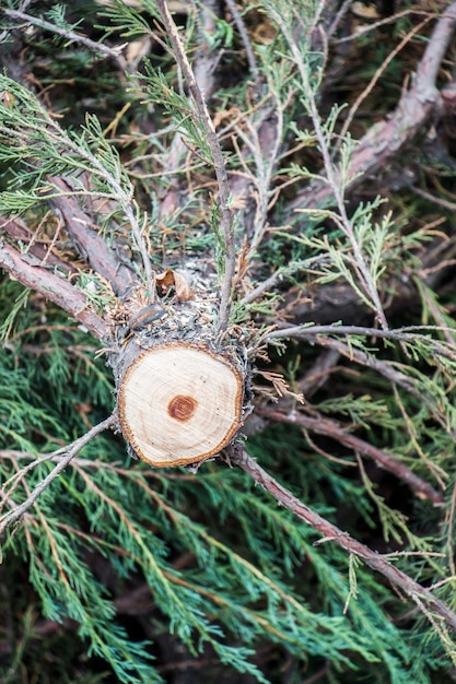 Foto primo piano di alberi tagliati sul display