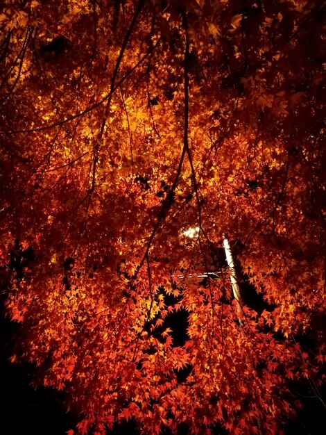 Foto close-up degli alberi durante l'autunno