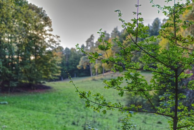 Close-up of trees on field against sky