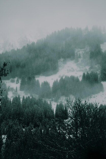 Foto close-up di alberi nella foresta contro il cielo