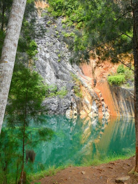 Foto close-up di alberi in acqua