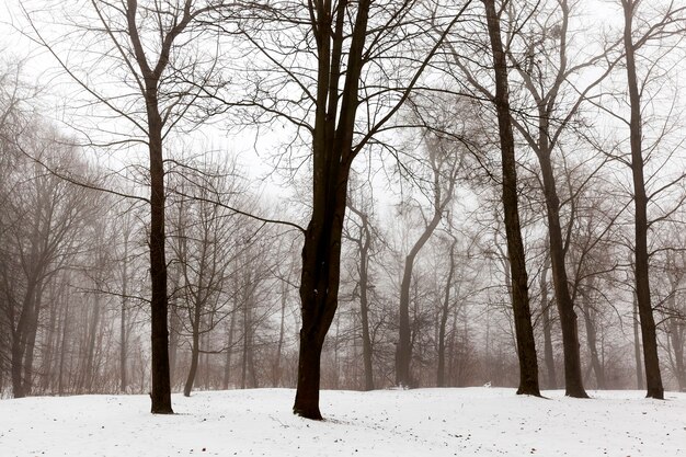 Close up on trees in winter