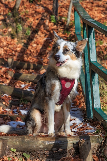 Close-up of tricolor border collie dog in the mountains