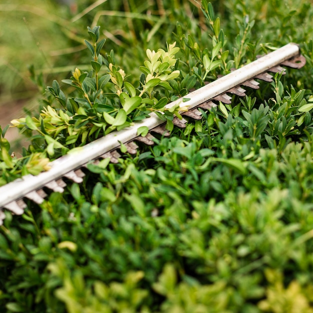 Close-up trimming tool on bush