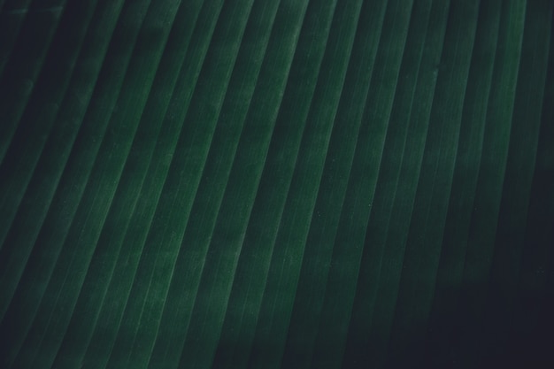 Photo close up tropical banana leaves texture background. leaves nature dark green tone background