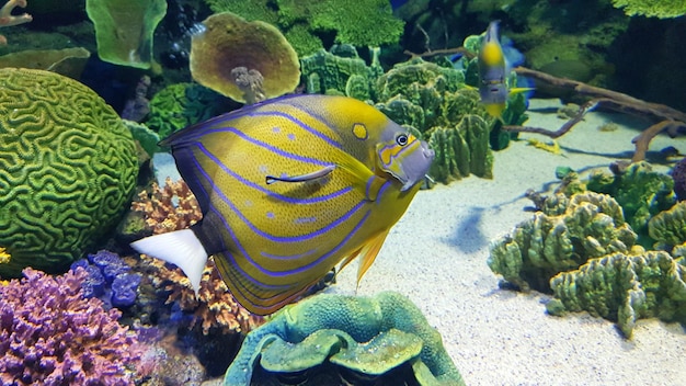 熱帯魚の泳ぎのクローズアップ