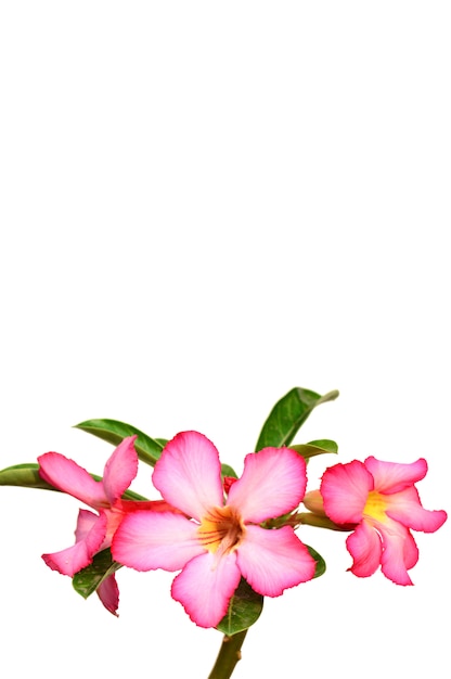 Close up of Tropical flower Pink Adenium. Desert rose.