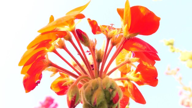 Foto close-up di una pianta tropicale a fiori d'arancia contro il cielo