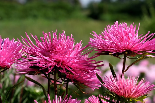 Close-up tuinaster bloeit