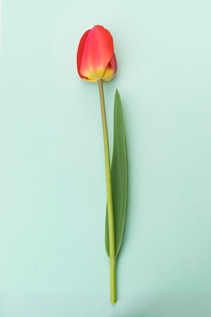 Close-up of tulip against white background