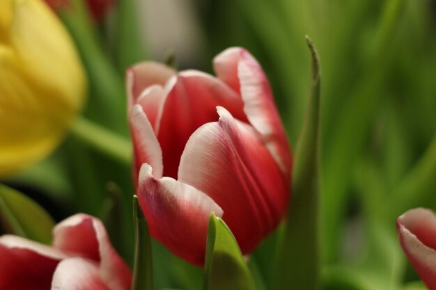 Photo close-up of tulip blooming outdoors