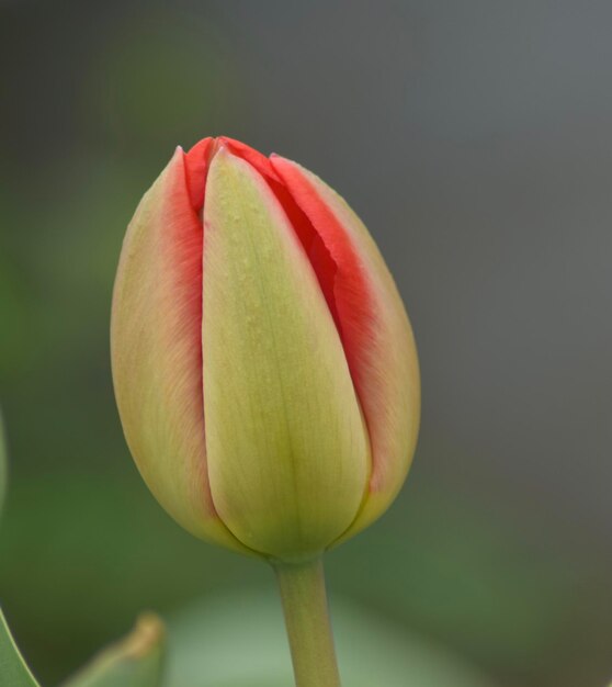 Foto prossimo piano del germoglio del tulipano